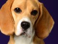 Beagles014