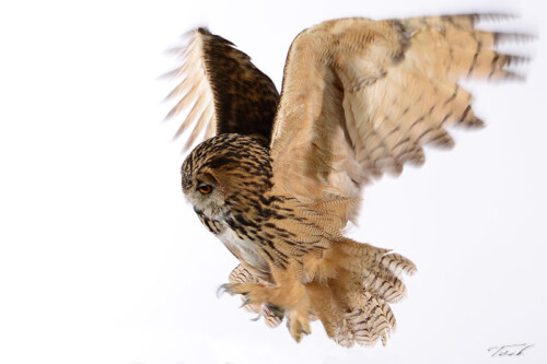 Owl 001