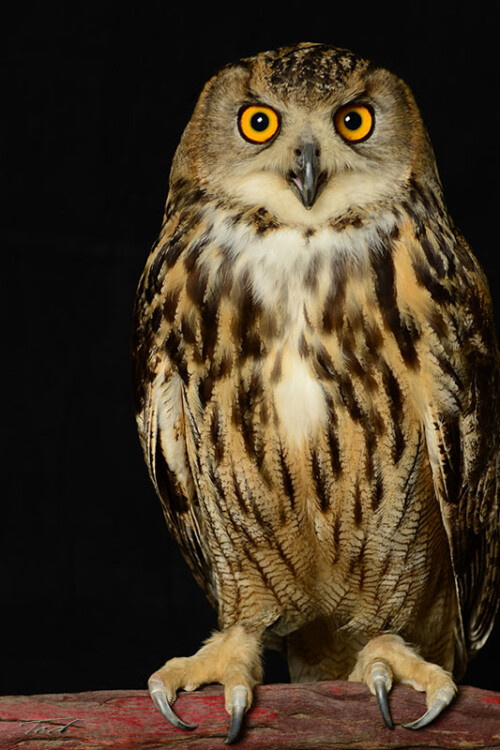 Owl 002